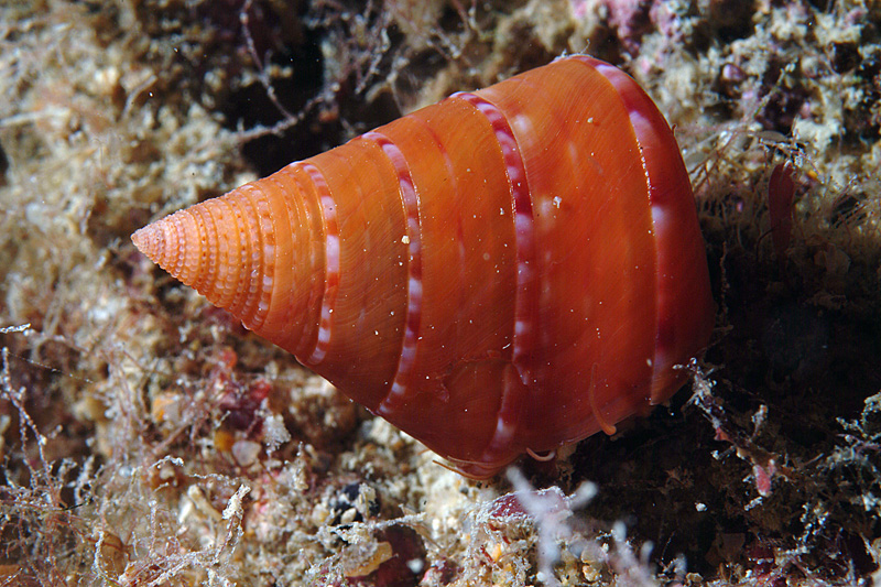 Calliostoma conulus